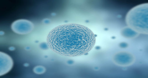 Cellular Youth: Glutathione's Impact on Aging Cells