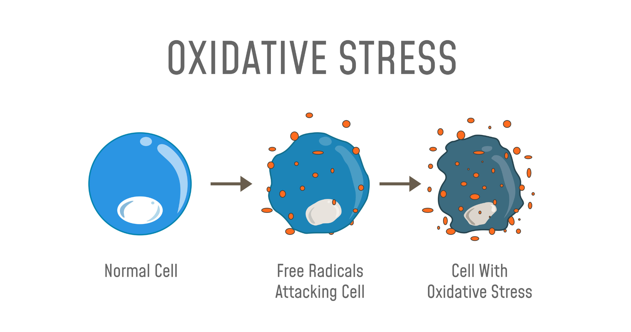 Understanding Oxidative Stress & The Impact on your Mind and Body